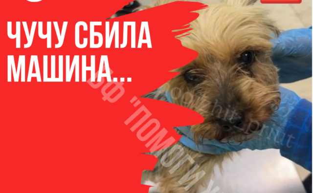 Thumbnail для -  Крошечную Чучу сбила машина. УМОЛЯЕМ, ПОМОГИТЕ СПАСТИ МАЛЫШКУ!🆘