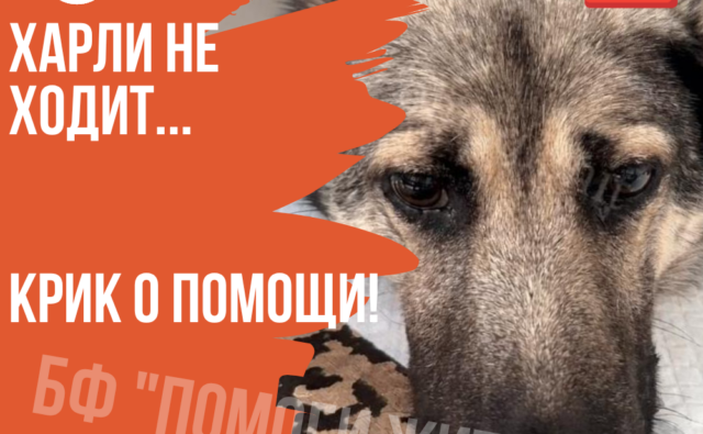 Thumbnail для -  КРИК О ПОМОЩИ! ХАРЛИ НЕ ХОДИТ!