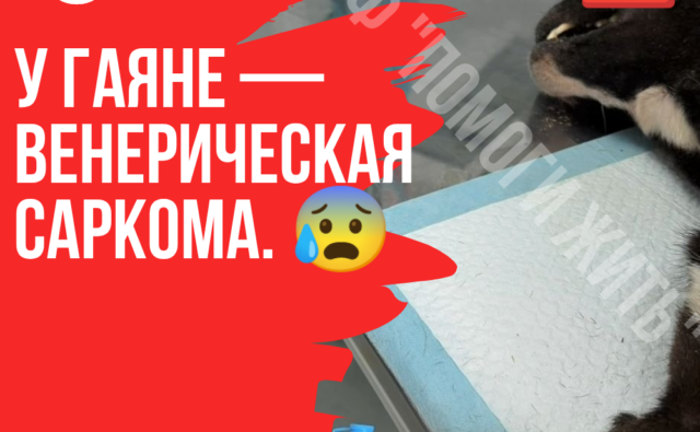 Thumbnail для -  ГАЯНЕ В НАС ВЕРИТ, ЧТО МЫ ЕЁ СПАСЕМ.ПОЖАЛУЙСТА, НЕ ДАЙТЕ ЭТОЙ ВЕРЕ ПОГАСНУТЬ!🆘🙏🏻