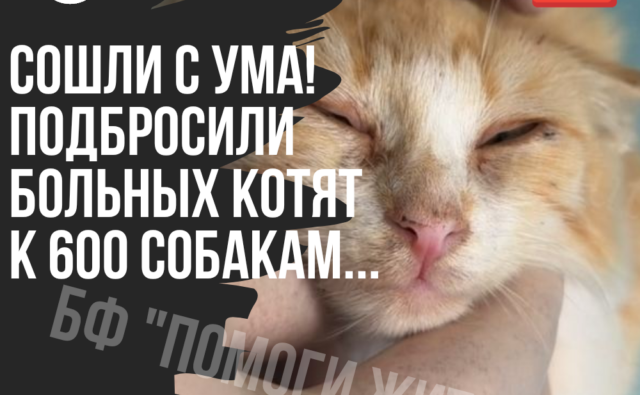 Thumbnail для -  ‼️ ЛЮДИ, ВЫ СОВСЕМ СОШЛИ С УМА?! ПОДБРОСИТЬ БОЛЬНЫХ КОТЯТ К 600 СОБАКАМ! ‼️